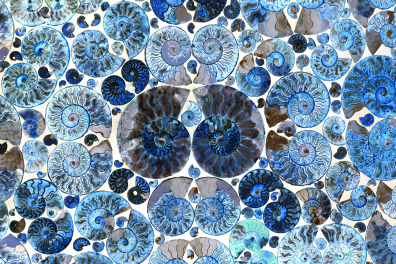 Table décorative avec ammonites - surface polie